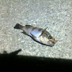 あれこれ仕掛は車に積み込んでおくべきかな